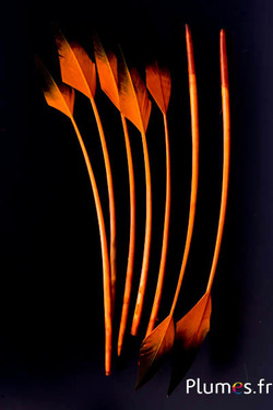 Cygne flèche - 28-33 cm - orange-noir